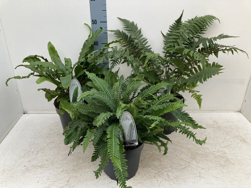 Mix of 3 Ferns 11cm / 2L / 3L -
