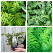 Mix of 3 Ferns 11cm / 2L / 3L -