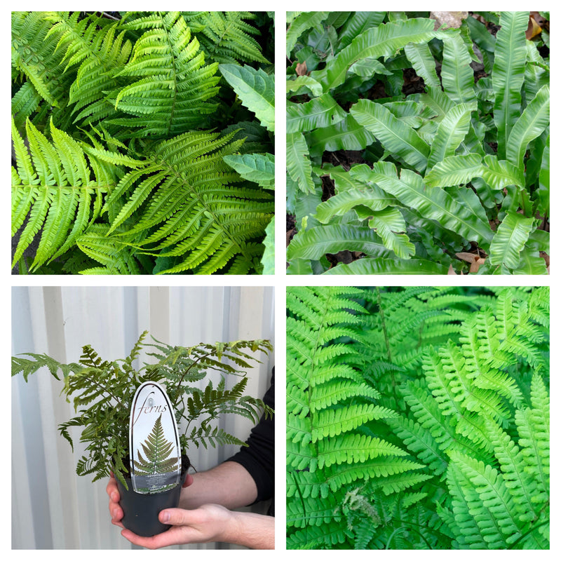 Mix of 3 Ferns 11cm / 2L / 3L -