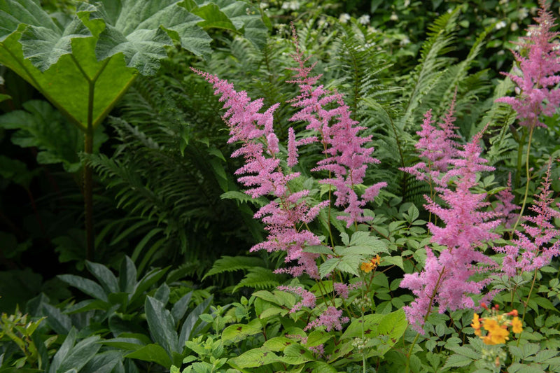 Filipendula rubra 'Venusta  Magnifica' - Marginal Pond Plants - BP039