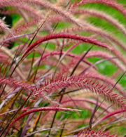 Pennisetum Fireworks Grass -