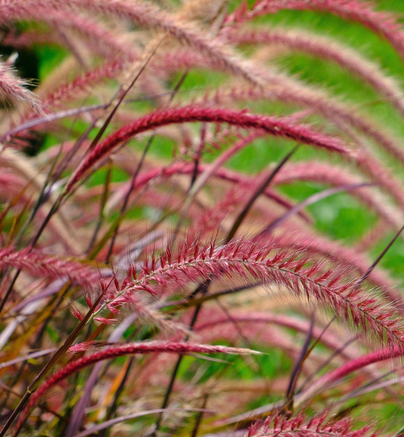 Pennisetum Fireworks Grass -