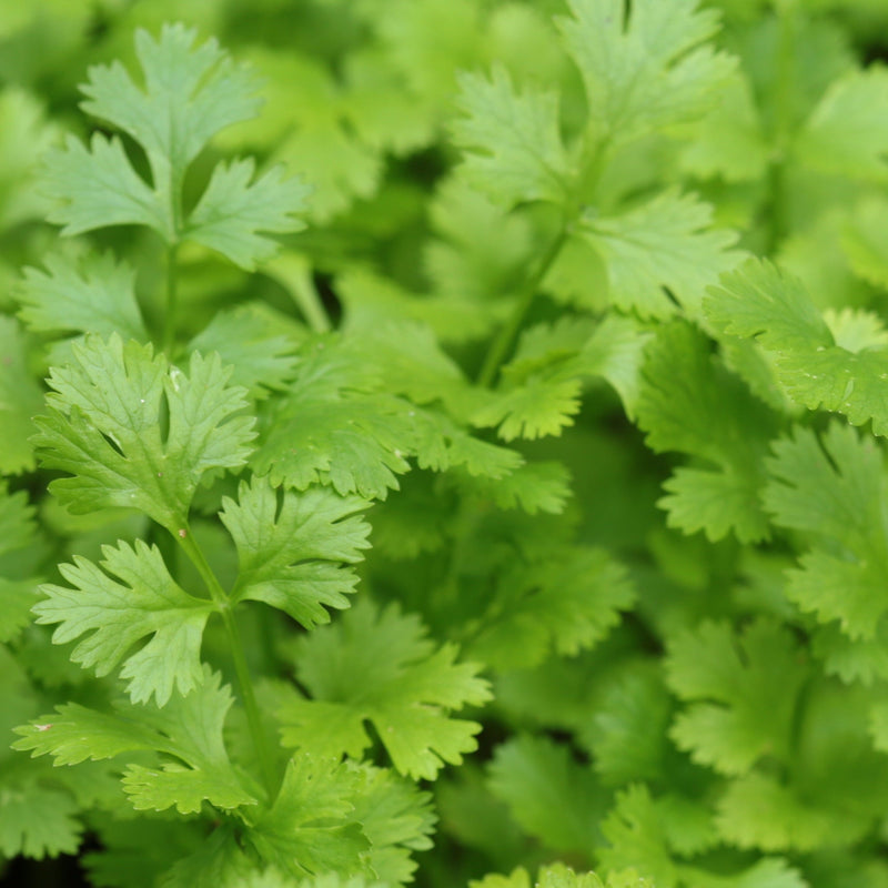 Italian Flat-Leaved Parsley (Herb) 9cm -