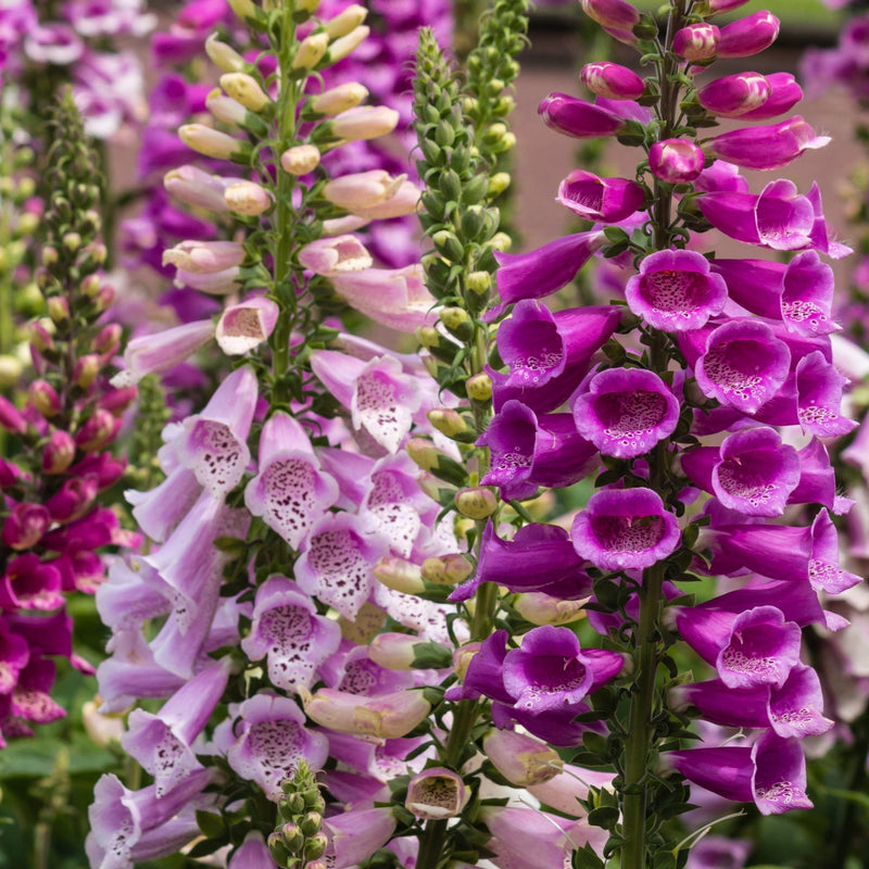 5 Perennials for a Shady Site -