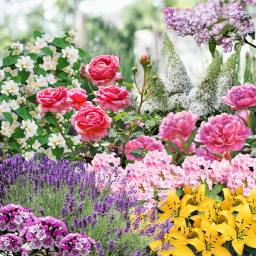 Our Hand Picked Selection of Fragrant/Scented Plants -