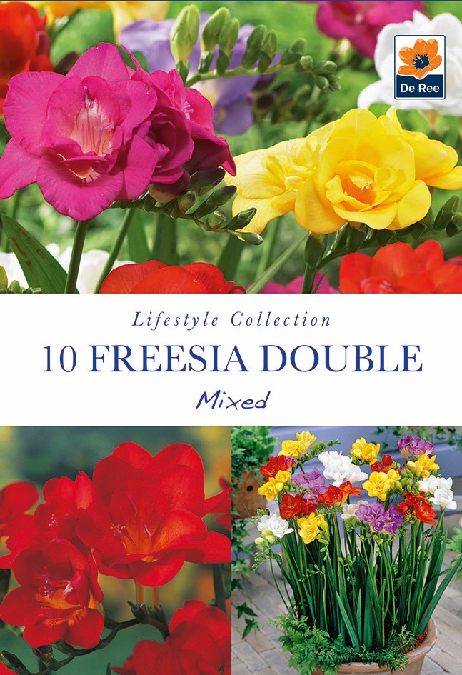 Freesia Double Mixed Bulbs (10 Bulbs) -