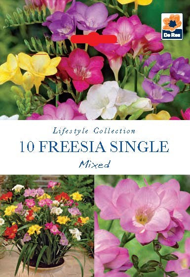 Freesia Single Mixed (10 Bulbs) -