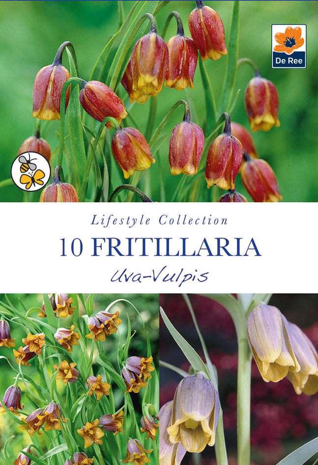 Fritillaria Uva Vulpis Bulbs (10 Bulbs) -
