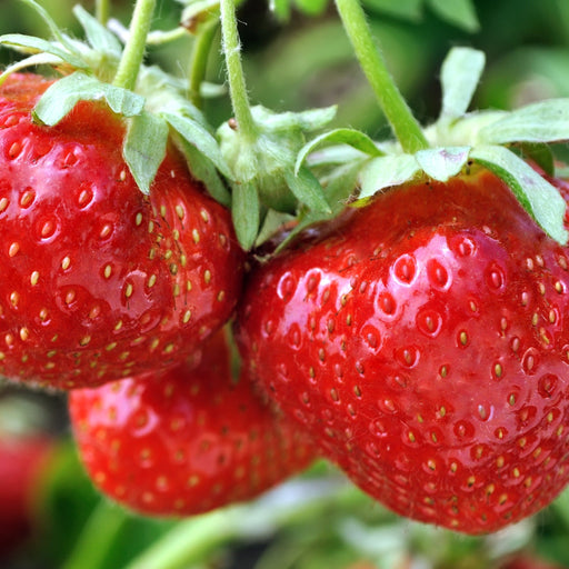Strawberry | Fragaria vesca Alexandra 9cm Pot -