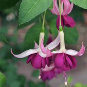 Hardy Fuchsia 'Delta's Sarah' 2L -