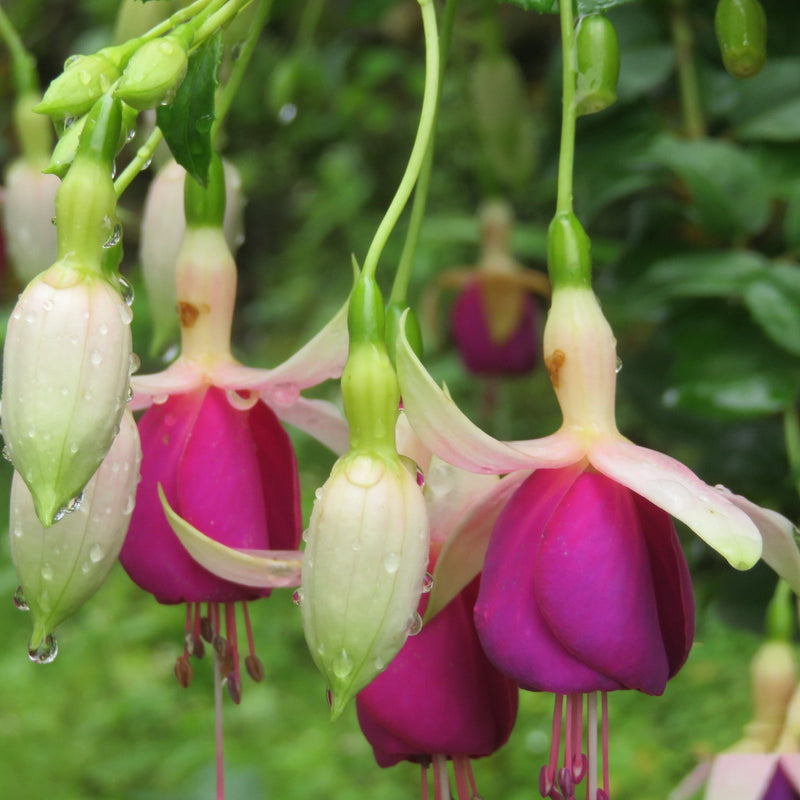Hardy Fuchsia 'Delta's Sarah' 2L -