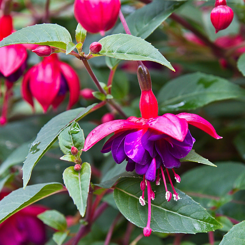 Fuchsia Dollar Princess - Upright (9cm Pot) -