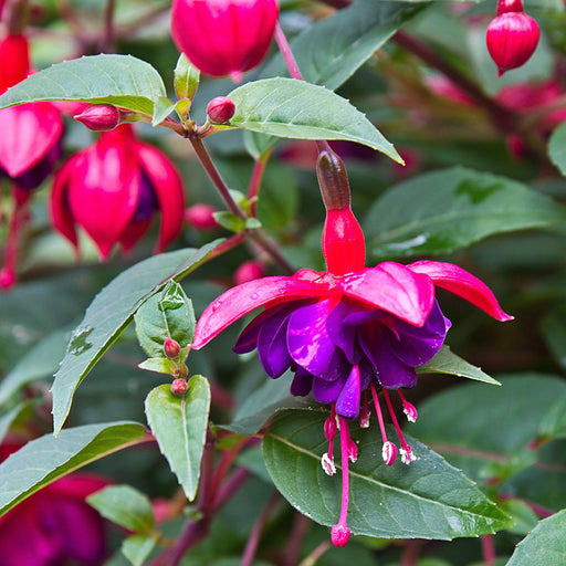 Fuchsia Dollar Princess - Upright (9cm Pot) -