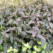 Hardy Fuchsia 'Alice Hoffman' 9cm / 2L -