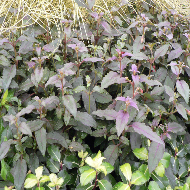 Hardy Fuchsia 'Alice Hoffman' 9cm / 2L -