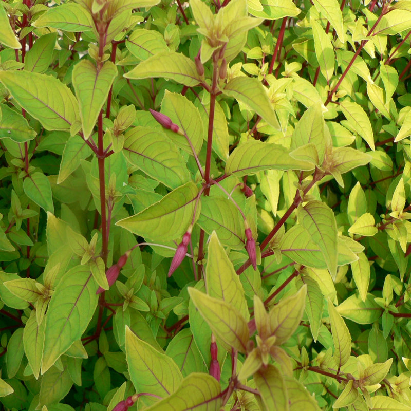 3 x Mixed Hardy Fuchsia 9cm -