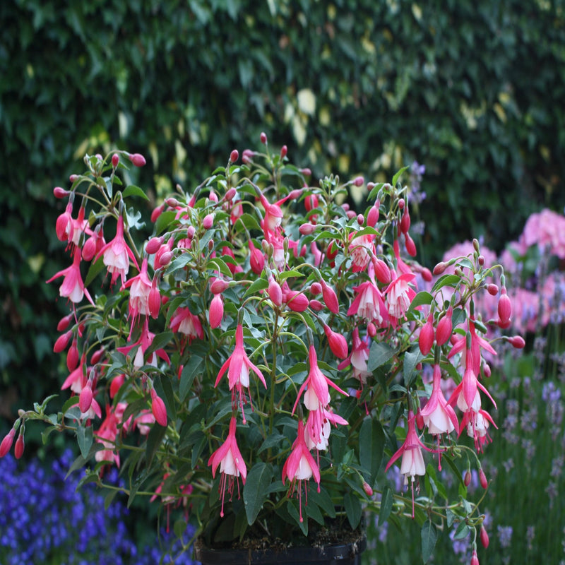 Hardy Fuchsia 'Lady Thumb' 9cm / 2L -