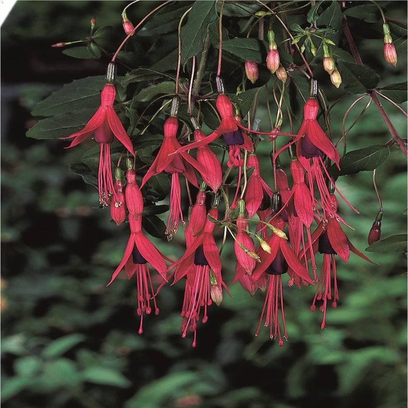 Hardy Fuchsia 'Riccartonii' 9cm / 2L -