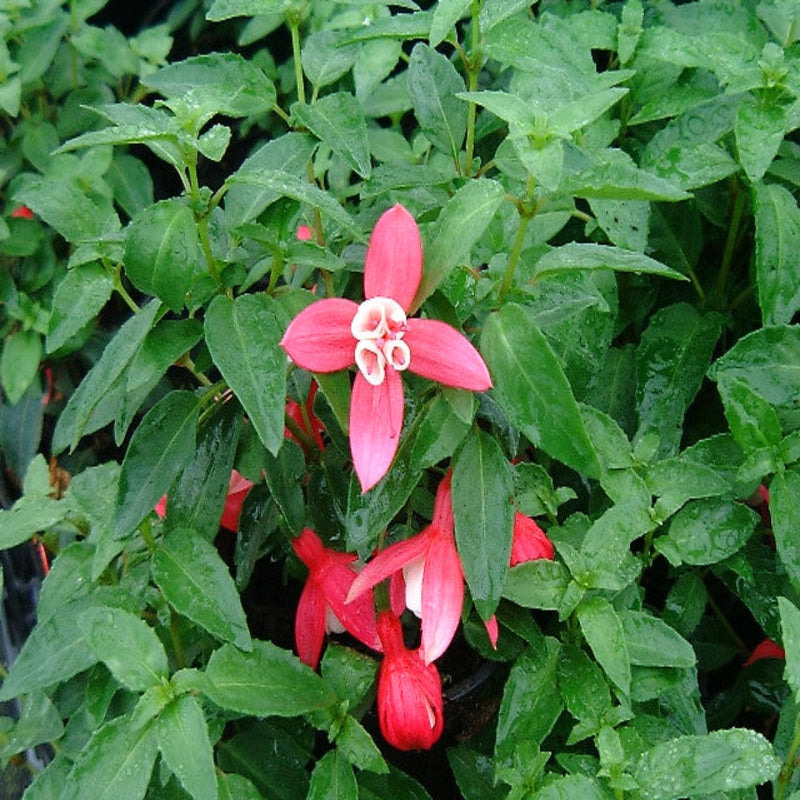 Hardy Fuchsia 'Lady Thumb' 9cm / 2L -