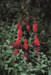 Hardy Fuchsia 'Mrs Popple' 9cm / 2L -