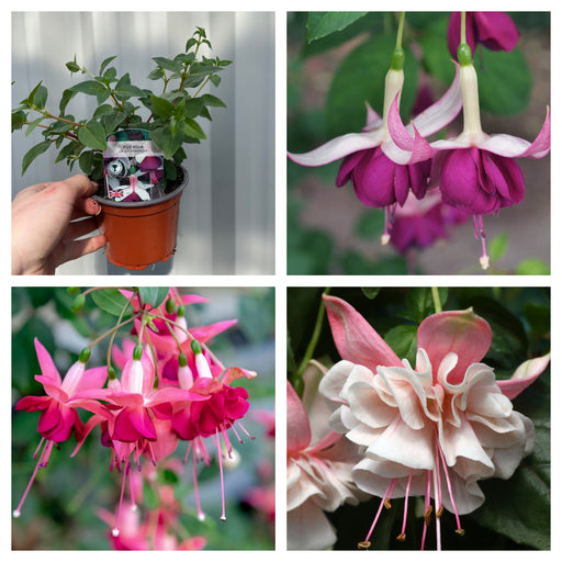 3 x Trailing Fuchsias (3 x 9cm Pots) -