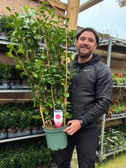 Camellia japonica 'Mrs Tingley' 5L 100-120cm -