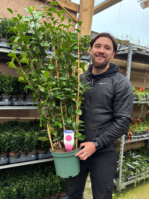 Camellia japonica 'Mrs Tingley' 5L 100-120cm -