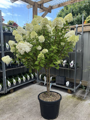 Hydrangea paniculata 'LimeLight’ Multistem Tree 12L-45L -