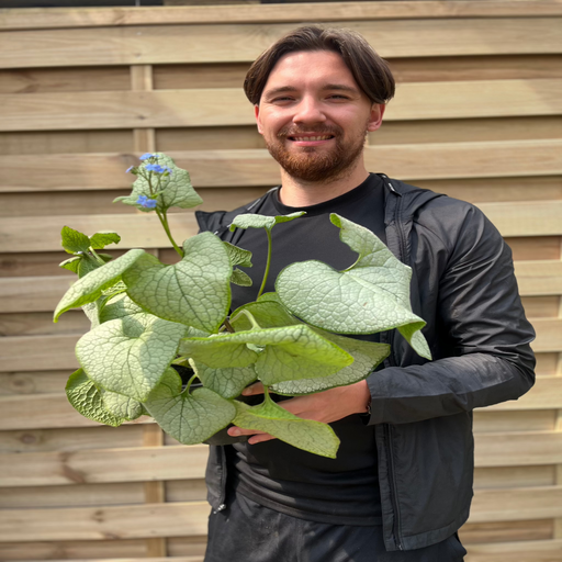 Brunnera Macrophylla Alexandria 2L -