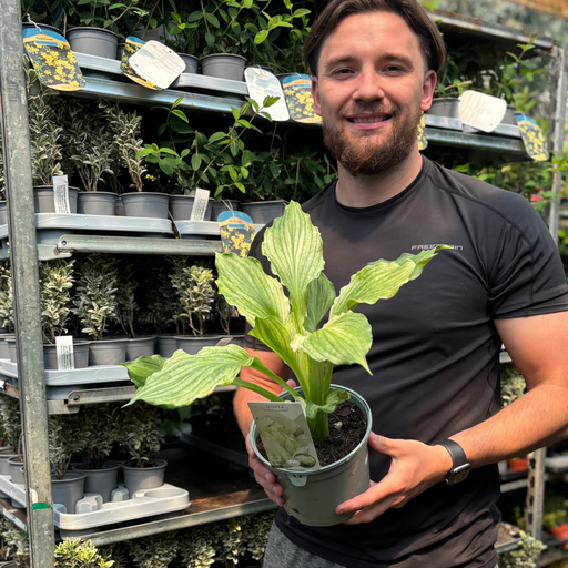 Hosta 'White Feather 2L -