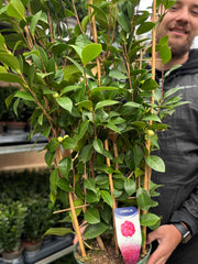 Camellia japonica 'Mrs Tingley' 5L 100-120cm -
