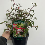 Hardy Fuchsia 'Madame Cornelissen' 2L -