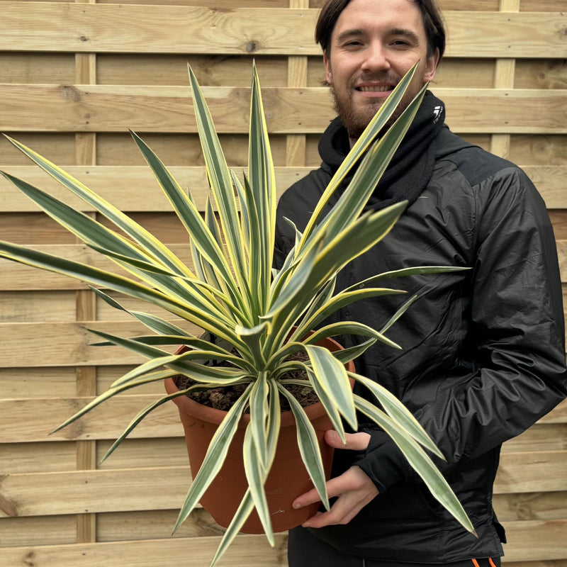 Yucca 'Gloriosa' Variegata 9cm / 3L / 7.5L -