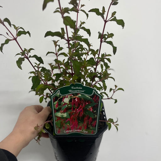 Hardy Fuchsia 'Riccartonii' 9cm / 2L -