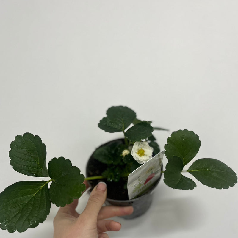 Strawberry | Fragaria vesca Alexandra 9cm Pot -