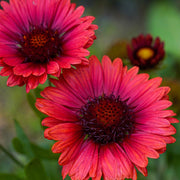 Gaillardia 'Burgunder' 9cm Pot -