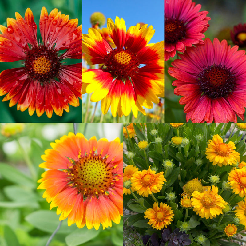 SPECIAL OFFER: Gaillardia - Mix of 5 -