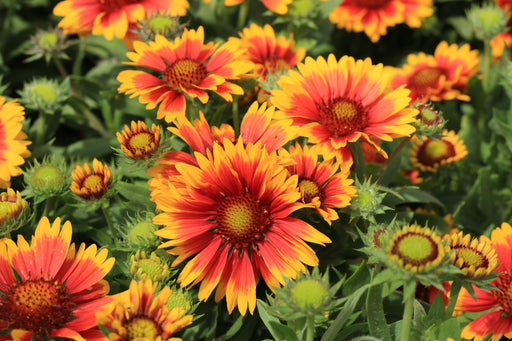 5 Perennials for a Sunny Site -