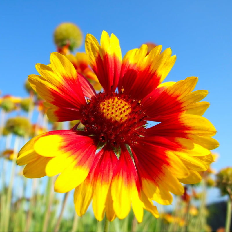 Gaillardia - Copper Sun (Blanket Flower) 2L -