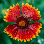 Gaillardia - Orange Halo (Blanket Flower) -