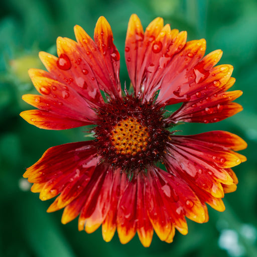 Gaillardia - Orange Halo (Blanket Flower) -