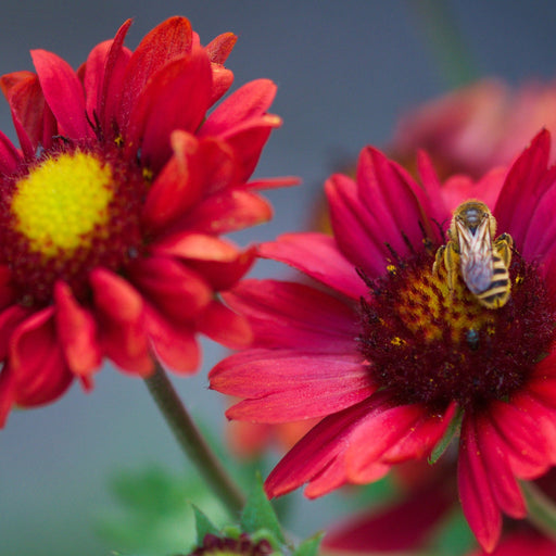Gaillardia x grandiflora burgunder (9cm Pot) -