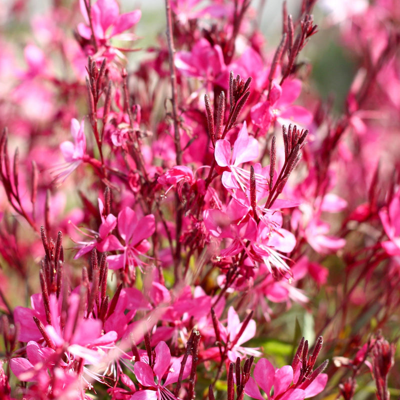 Gaura lindheimeri Gaudi Rose 9cm Pot -
