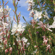 Gaura 'Belleza White' 2L -