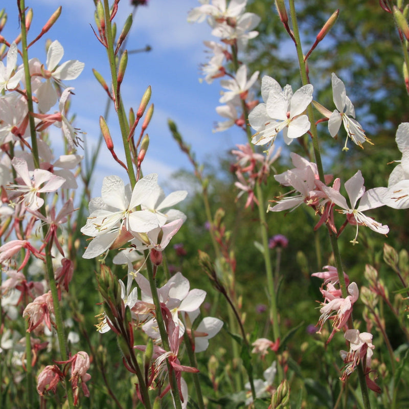 Gaura 'Belleza White' 2L -