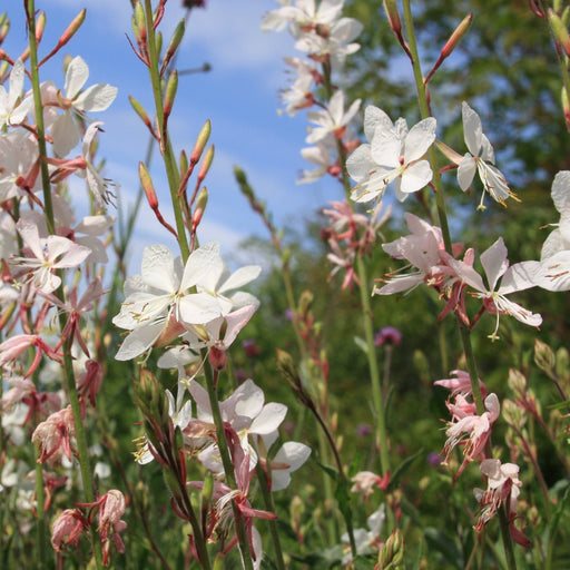 Gaura 'Belleza White' 2L -
