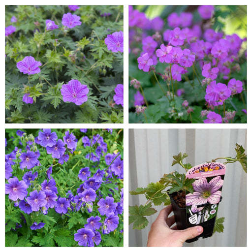 Mix of 3 x Hardy Geraniums 9cm -