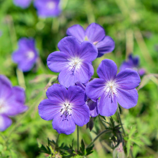 Geranium 'Johnson's Blue' 9cm/2L/3L -