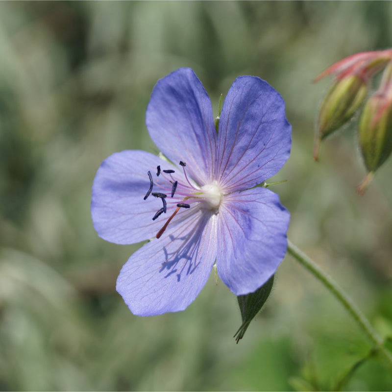 Geranium 'Johnson's Blue' 9cm/2L/3L -