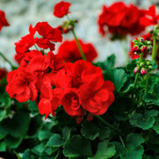 Geranium Red 1.5L -